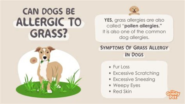 dog allergic to grass