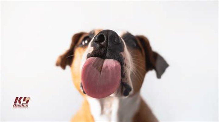 dog licks everything