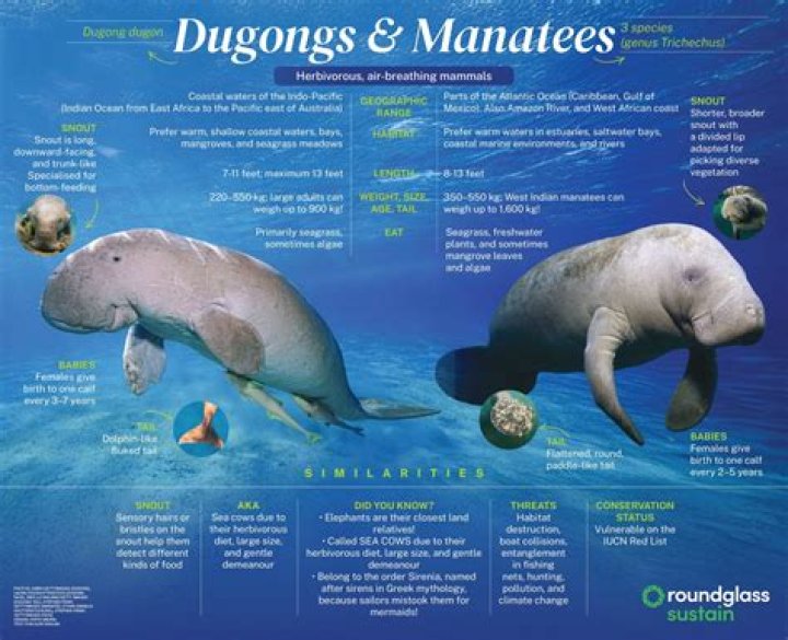 dugong manatee