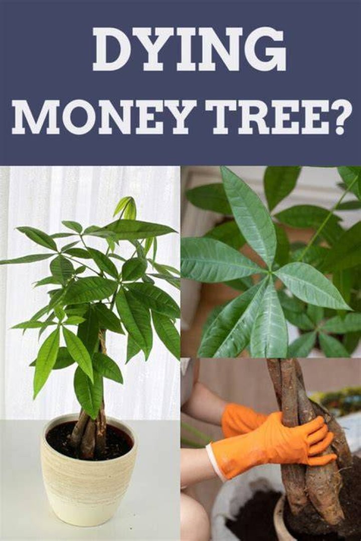 dying money tree