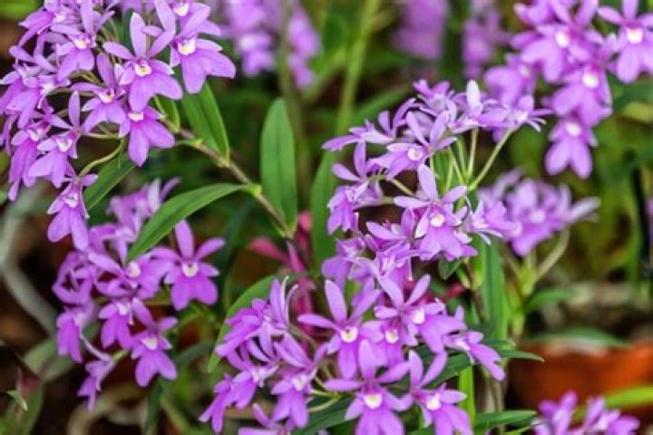 epidendrum orchid