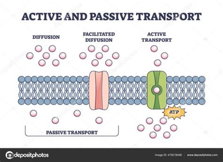 examples of passive transport