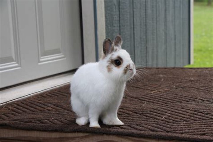 full grown dwarf bunny