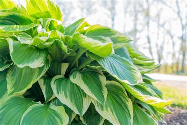 full sun hostas