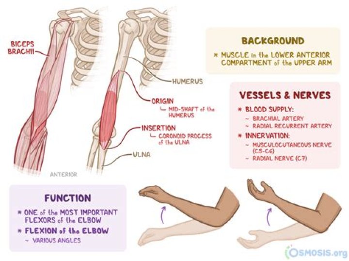 function of brachialis
