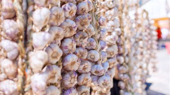 garlic capital of the world