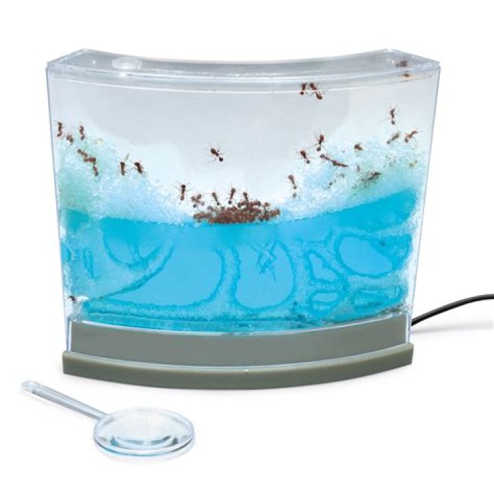 gel ant farm