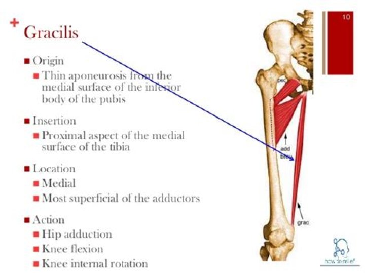 gracilis function
