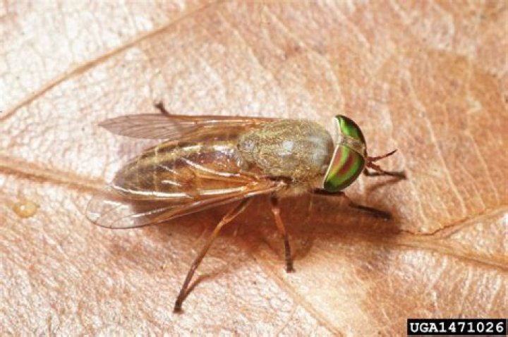 green head fly