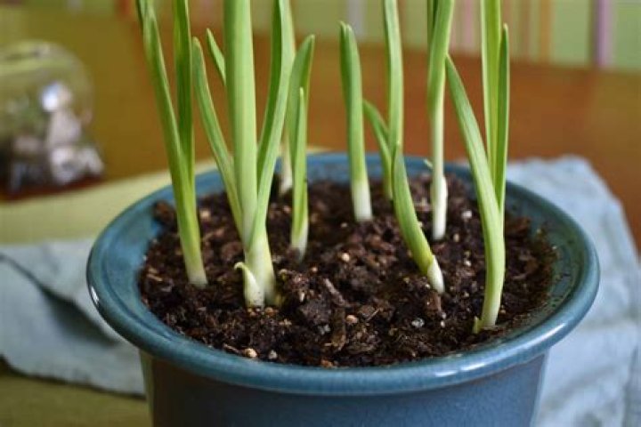 growing garlic indoors