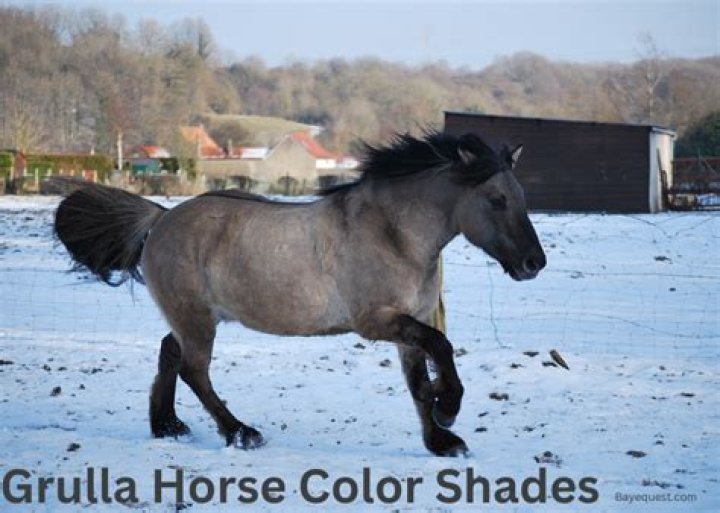grulla horse color