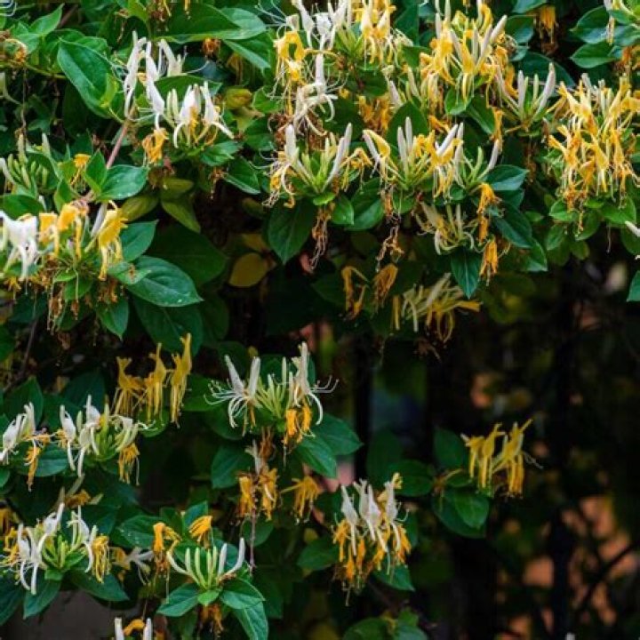 hall’s honeysuckle
