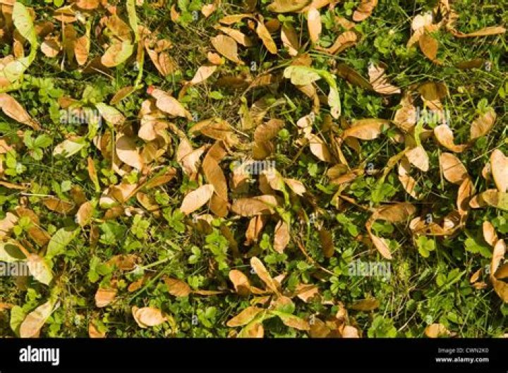 helicopter leaves