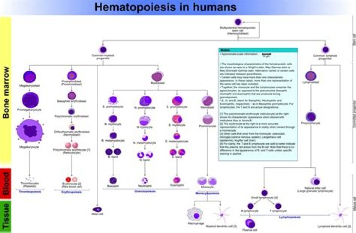 hematopoiesis occurs in the