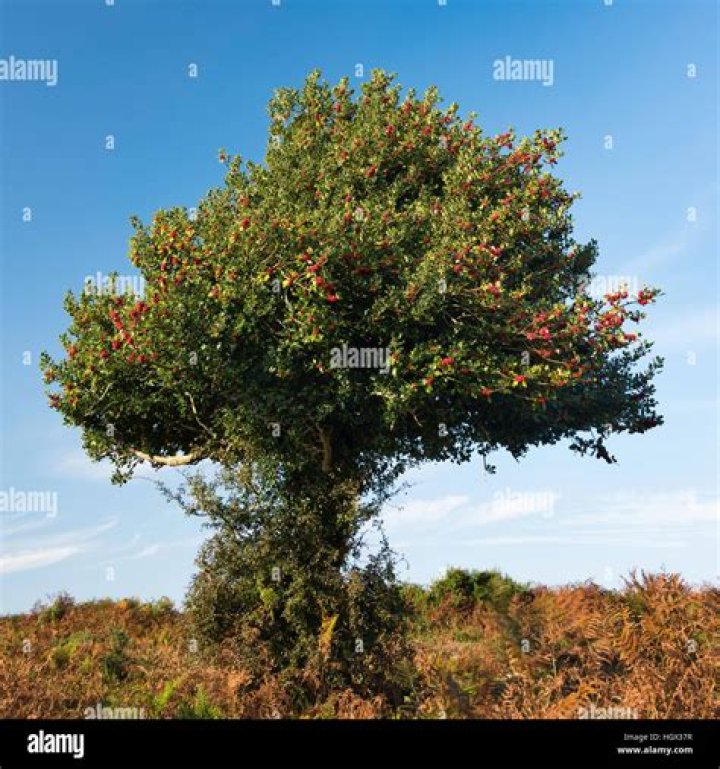 holly wood tree