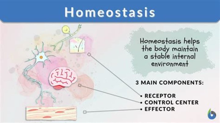 homeostasis psychology