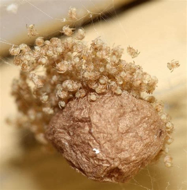 house spider eggs