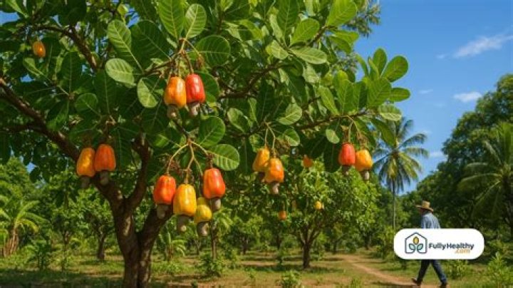 how cashews grow