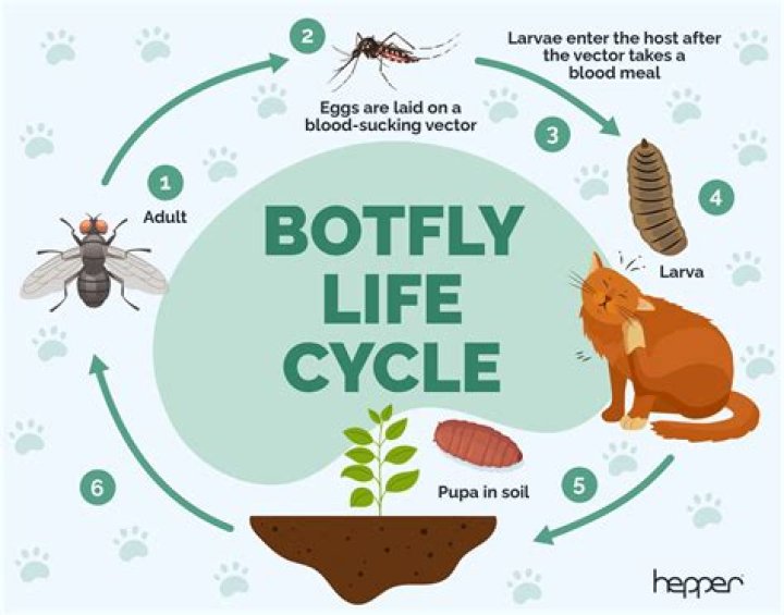 how do you get botflies