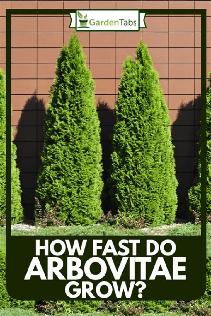 how fast do arborvitae grow