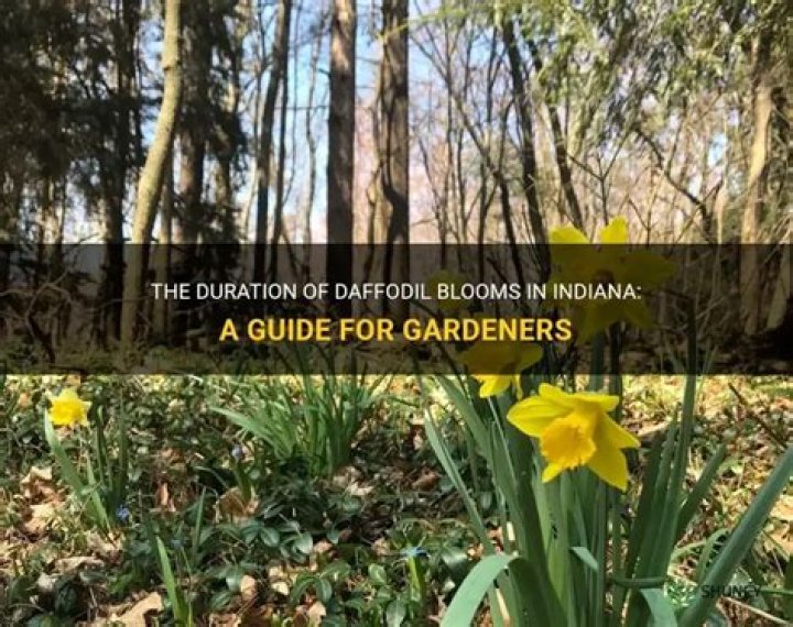 how long do daffodils bloom