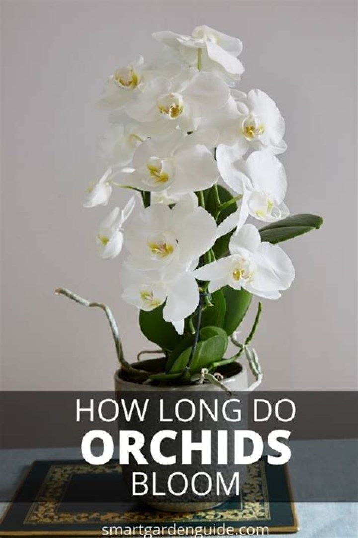 how long do orchids bloom