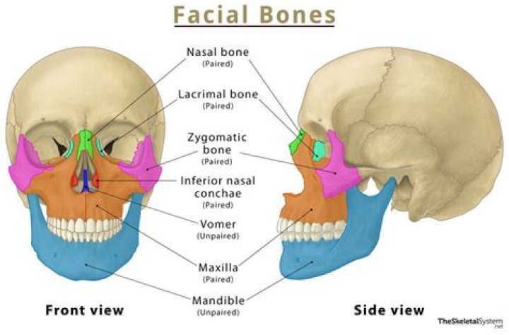 how many facial bones are there