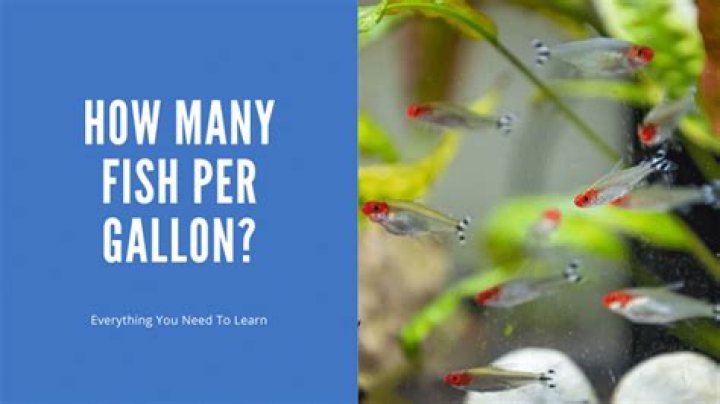 how many fish per gallon