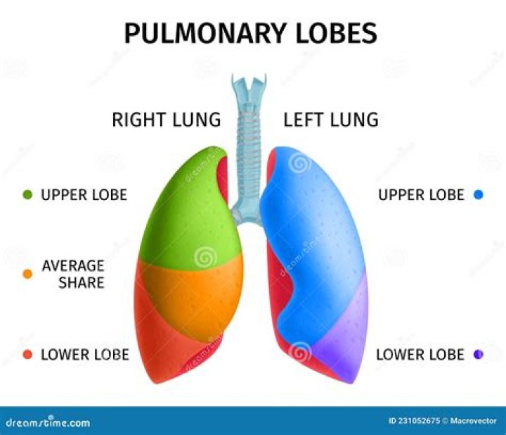 how many lobes are in the right lung