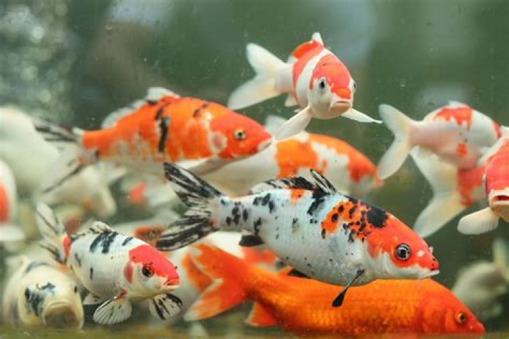 how much does a fish cost