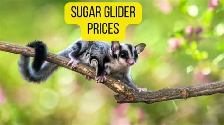 how much does a sugar glider cost