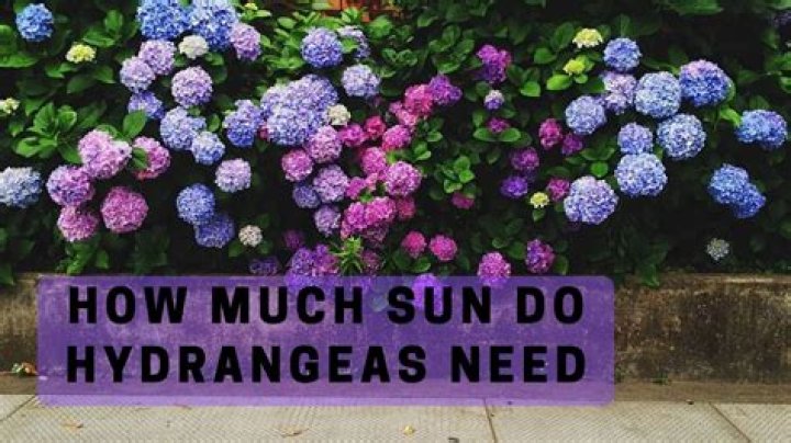 how much sun do hydrangeas need