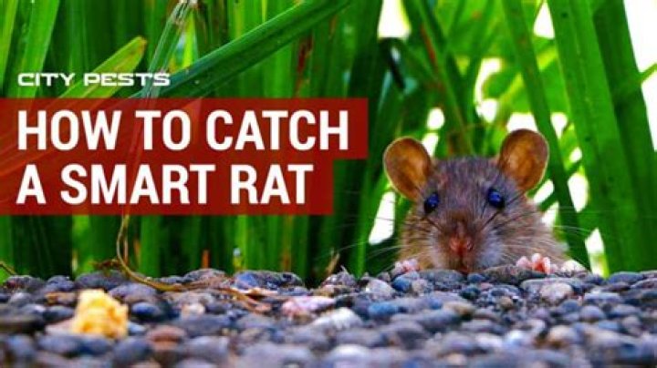 how to catch a smart rat