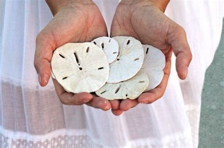 how to find sand dollars
