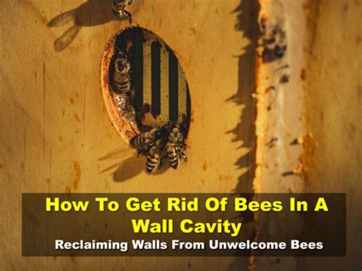 how to get rid of bees in a wall
