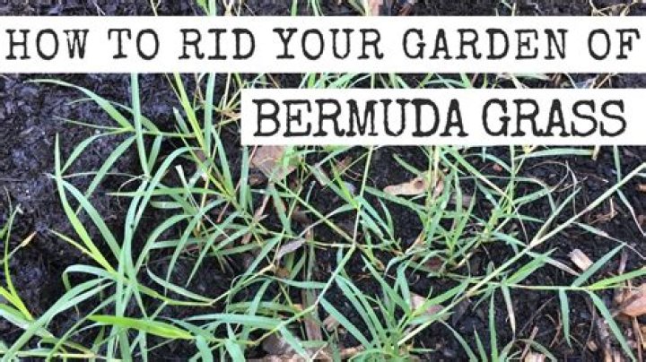 how to get rid of bermuda grass