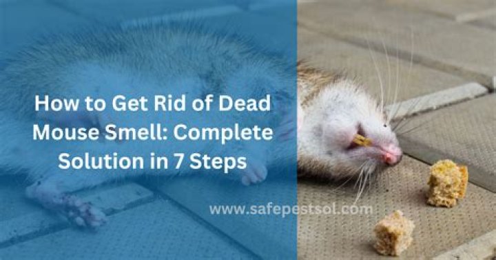 how to get rid of dead mouse smell