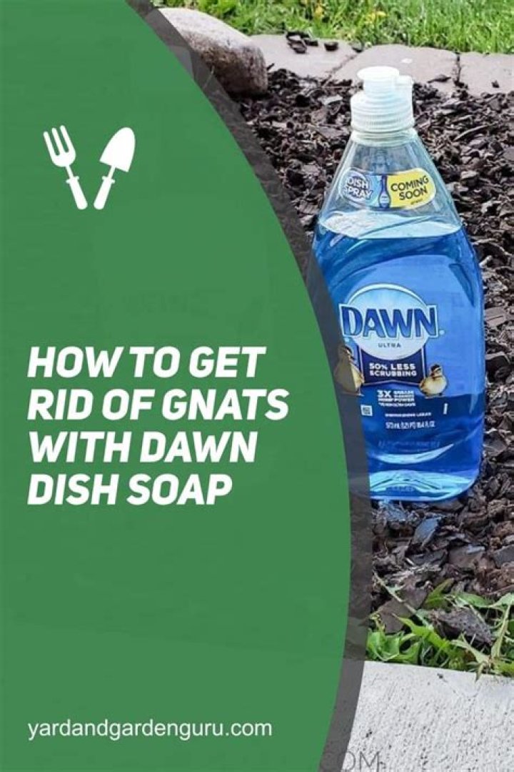 how to get rid of gnats with dawn dish soap