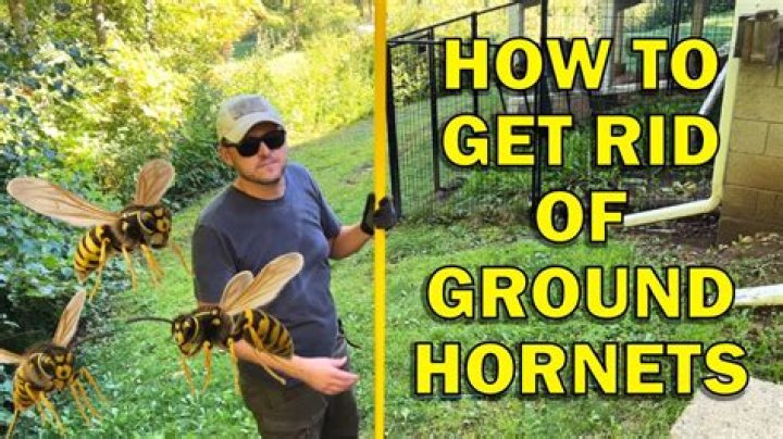 how to get rid of ground hornets