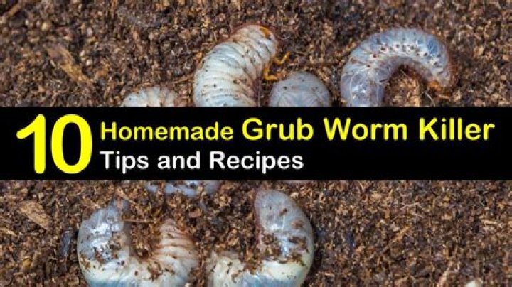 how to get rid of grub worms