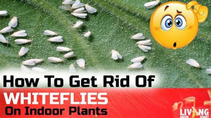how to get rid of white flies