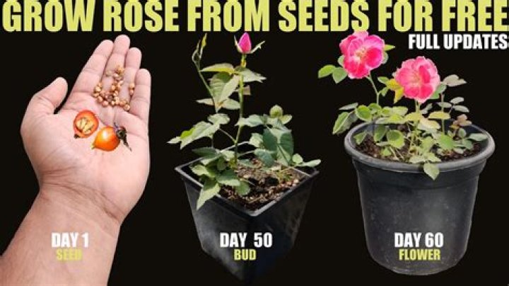 how to grow roses from seeds
