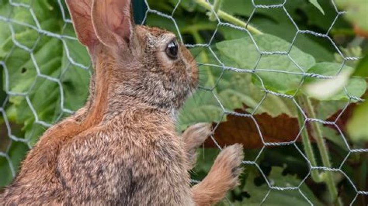 how to keep rabbits out of garden without a fence