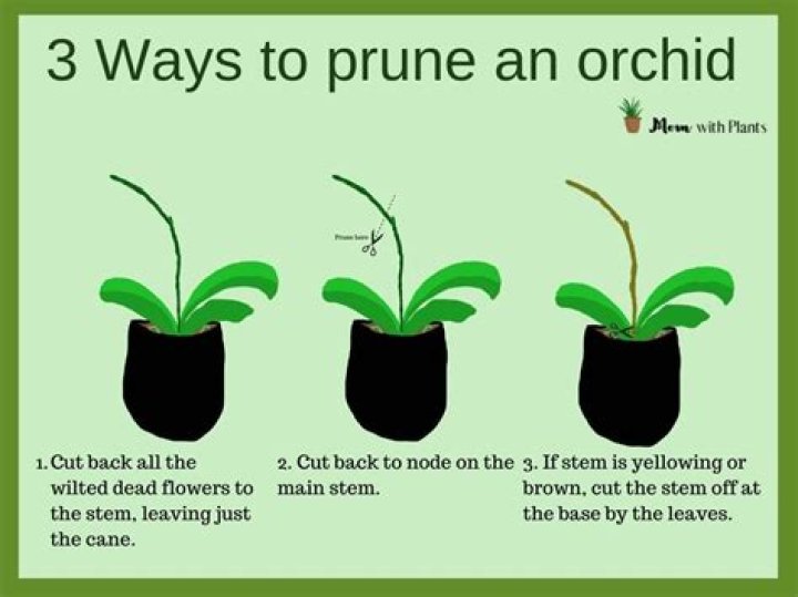 how to prune orchids