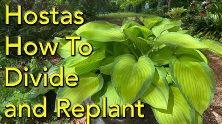 how to split hostas