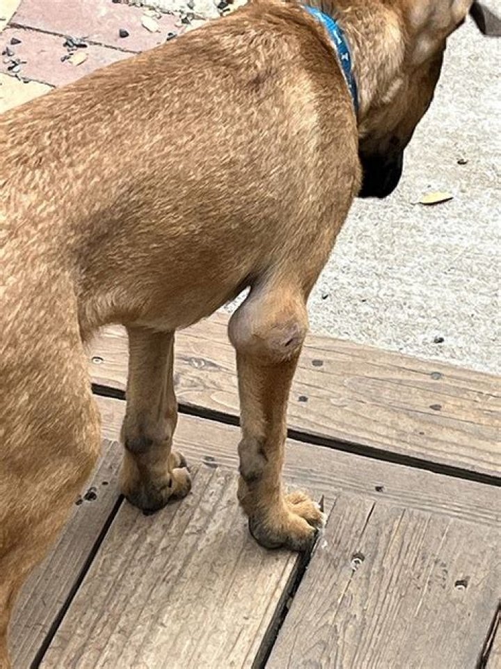 hygroma dog elbow