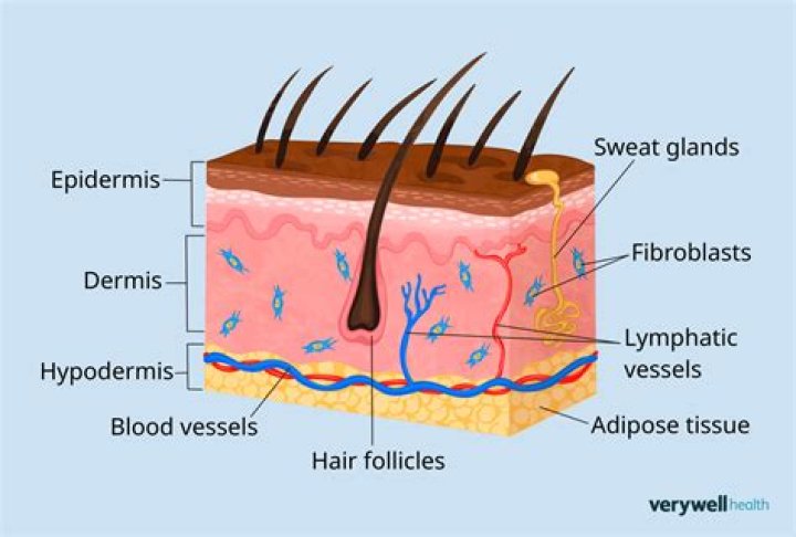 hypodermis definition
