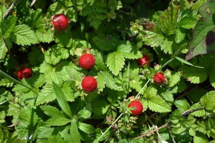 indian strawberry