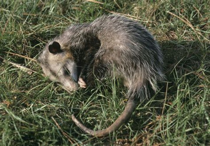 is a possum a rodent