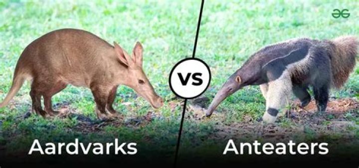 is an aardvark an anteater